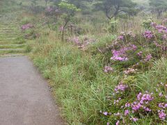 遊歩道は整備されていて歩きやすい。道沿いにもミヤマキリシマが咲いています。