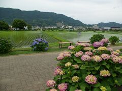 足柄上郡開成町は、神奈川県の西部、県境の山々を背にした水の豊かな田園地帯です。
かつてＳＬも通った足柄峠に向かって、東名高速・国道２４６号線・ＪＲ御殿場線が集まって来る、そういう場所です。
正面の山裾に横一線、白いラインが見えます。これが東名で、すぐ真下を国道２４６号線が走ります。