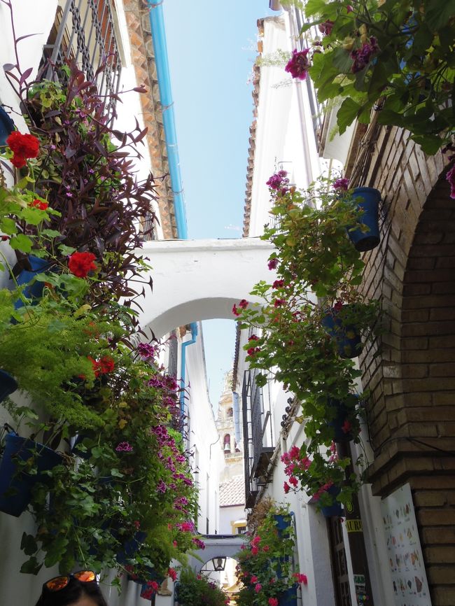オランダ スペイン 花の旅 No 9 花の街コルドバ 公開パティオだけでなく街中花いっぱい コルドバ スペイン の旅行記 ブログ By 夏への扉さん フォートラベル オランダ スペイン 花の旅 No 9 花の街コルドバ 公開パティオだけでなく街中花いっぱい コルドバ スペイン の旅行記 ブログ By 夏への扉さん フォートラベル