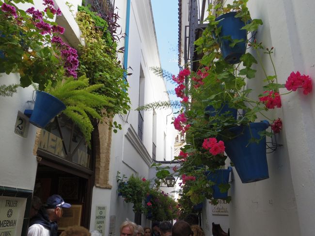 オランダ スペイン 花の旅 No 9 花の街コルドバ 公開パティオだけでなく街中花いっぱい コルドバ スペイン の旅行記 ブログ By 夏への扉さん フォートラベル オランダ スペイン 花の旅 No 9 花の街コルドバ 公開パティオだけでなく街中花いっぱい コルドバ スペイン の旅行記 ブログ By 夏への扉さん フォートラベル