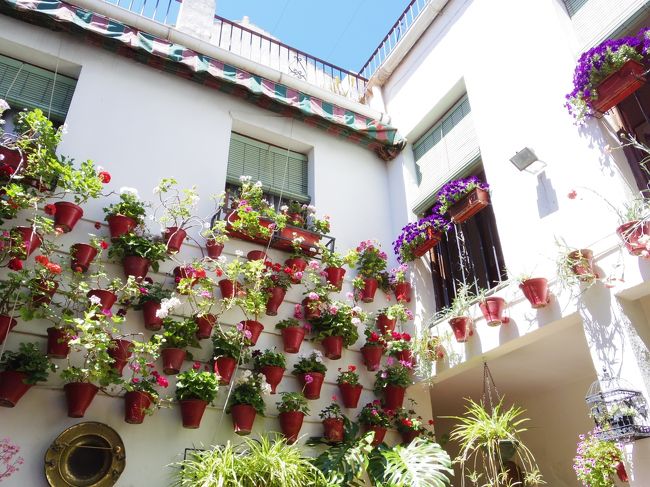 オランダ スペイン 花の旅 No 9 花の街コルドバ 公開パティオだけでなく街中花いっぱい コルドバ スペイン の旅行記 ブログ By 夏への扉さん フォートラベル オランダ スペイン 花の旅 No 9 花の街コルドバ 公開パティオだけでなく街中花いっぱい コルドバ スペイン の旅行記 ブログ By 夏への扉さん フォートラベル