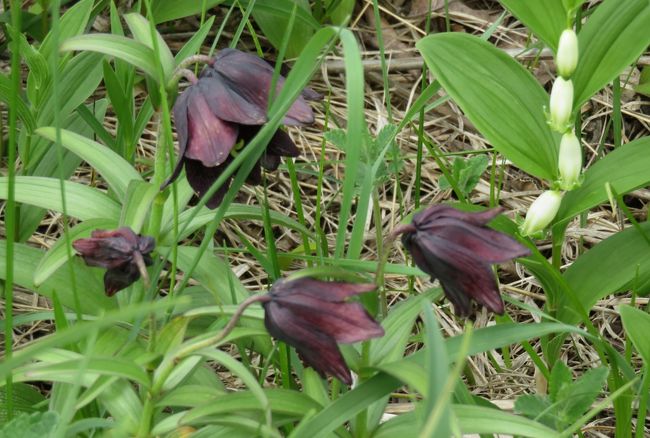 16春 花と新緑の道東巡り 8 26 5月29日 4 小清水原生花園 ハマナス クロユリ センダイハギ エゾノコリンゴ 小清水 清里 北海道 の旅行記 ブログ By 旅人のくまさんさん フォートラベル 16春 花と新緑の道東巡り 8 26 5月29日 4 小清水原生花園 ハマナス クロユリ センダイハギ エゾノコリンゴ 小清水 清里 北海道 の旅行記 ブログ By 旅人のくまさんさん フォートラベル