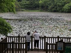 次に訪れたのが、「蛇の池」
ここで鯉の餌やりをしたかったのです。
この池のことを知ったのは、大先輩トラベラー・Mecha Godzilla?&703さんの旅行記でした。
ラッキーなことに、きれいな睡蓮の花も見ることができました。