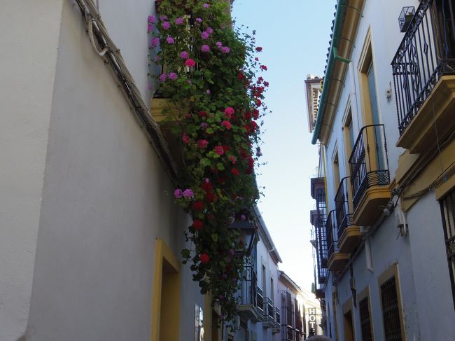 オランダ スペイン 花の旅 No 9 花の街コルドバ 公開パティオだけでなく街中花いっぱい コルドバ スペイン の旅行記 ブログ By 夏への扉さん フォートラベル オランダ スペイン 花の旅 No 9 花の街コルドバ 公開パティオだけでなく街中花いっぱい コルドバ スペイン の旅行記 ブログ By 夏への扉さん フォートラベル