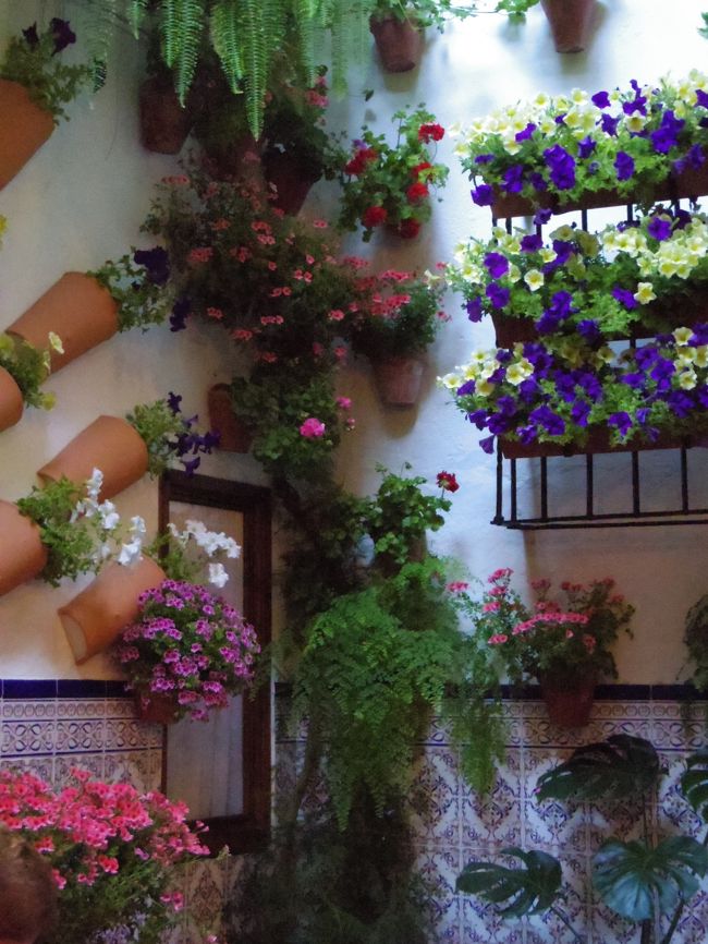 オランダ スペイン 花の旅 No 9 花の街コルドバ 公開パティオだけでなく街中花いっぱい コルドバ スペイン の旅行記 ブログ By 夏への扉さん フォートラベル オランダ スペイン 花の旅 No 9 花の街コルドバ 公開パティオだけでなく街中花いっぱい コルドバ スペイン の旅行記 ブログ By 夏への扉さん フォートラベル