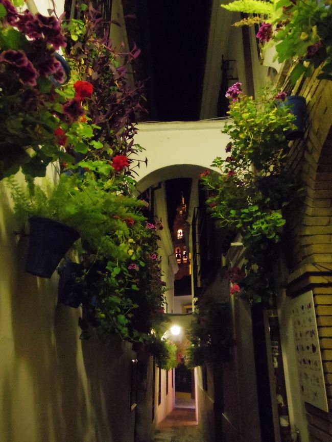 オランダ スペイン 花の旅 No 9 花の街コルドバ 公開パティオだけでなく街中花いっぱい コルドバ スペイン の旅行記 ブログ By 夏への扉さん フォートラベル オランダ スペイン 花の旅 No 9 花の街コルドバ 公開パティオだけでなく街中花いっぱい コルドバ スペイン の旅行記 ブログ By 夏への扉さん フォートラベル