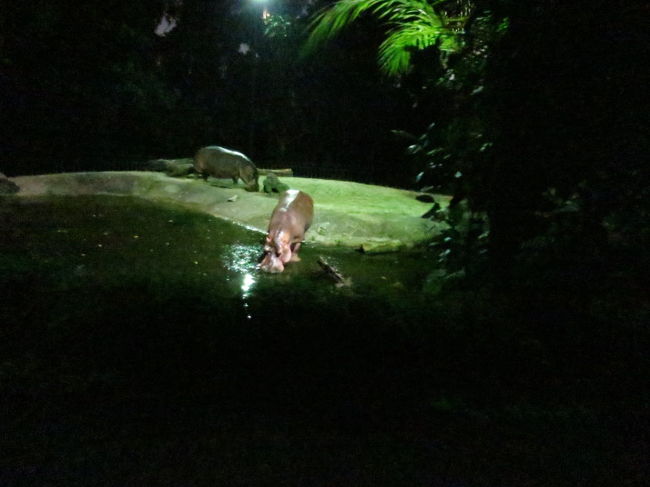 カバを撮ってみました。フラッシュ無しなのでピンボケ？