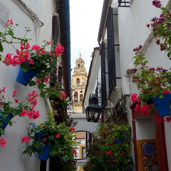 旅行5日目の午後、メスキータ見学後、<br />ホテル・チェックイン前にササッと通り過ぎた「花の小径」<br />メスキータのミナレットを入れて再び参上。