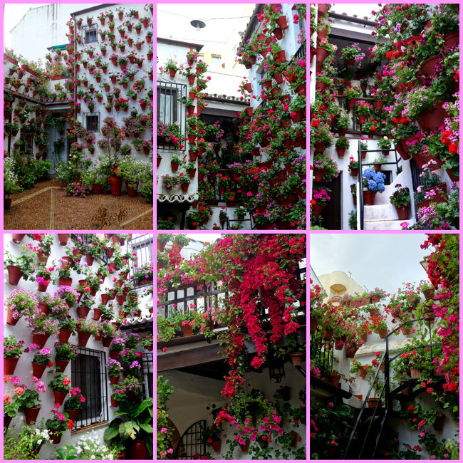 お花で囲まれたパティオ。どっち向いてもお花で埋め尽くされています。<br />私のパティオ祭りのイメージがこれこれ。並んだ甲斐がありました。