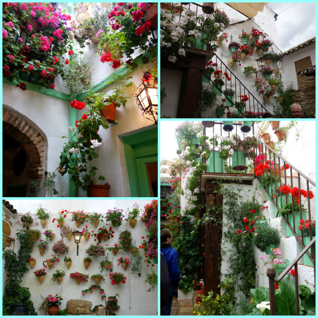 コルドバの住人たちとお花は切っても切れない関係なんだろな。