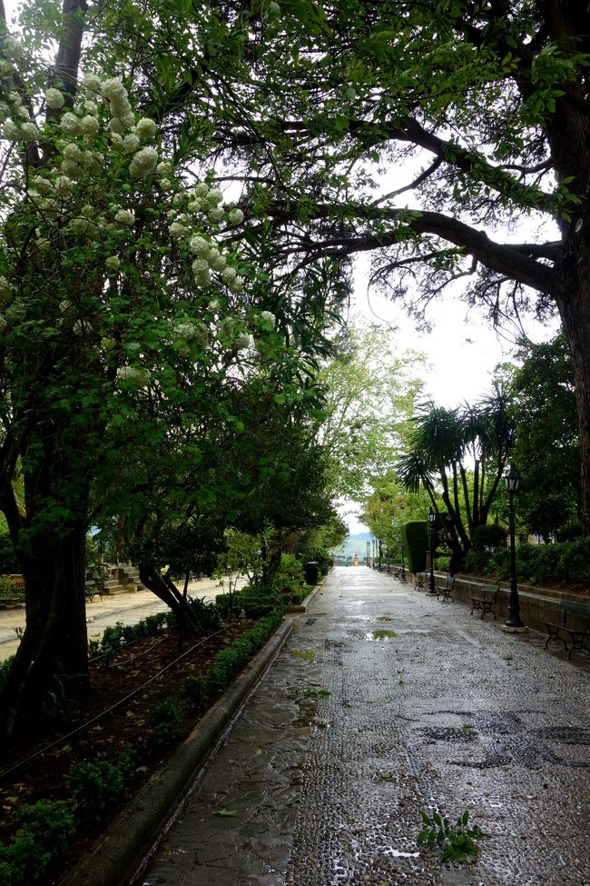 ホテルのスタッフに旧市街までの散歩コースを地図に記入してもらって歩き出す。<br />風が強かったので、木々が折れていた。