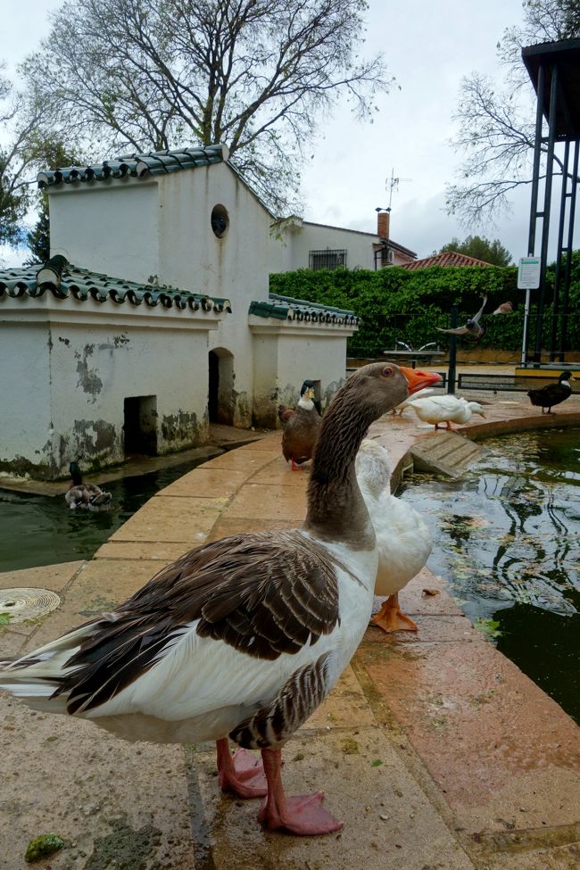 公園には水鳥の飼育用の池もあり、アヒルがその辺をヨチヨチ歩いている。