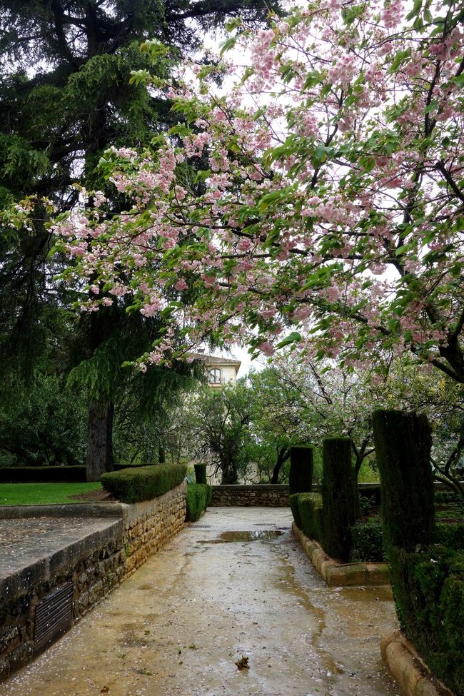 グラナダでも見かけたが、ロンダでも八重桜が咲いていた。