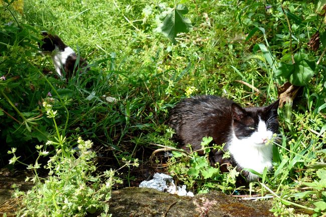 にゃんこ、発見！横にカリカリがあったのでお食事中だったのかな？