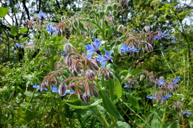 トレイルの両側には野草の花がいっぱい咲いていました。