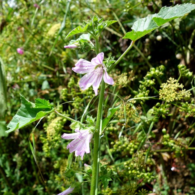 パティオのお花も可愛かったが、<br />放っておいても来年また咲くであろう野草のたくましさが好き。