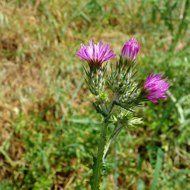 アザミやポピーはよく見ました。