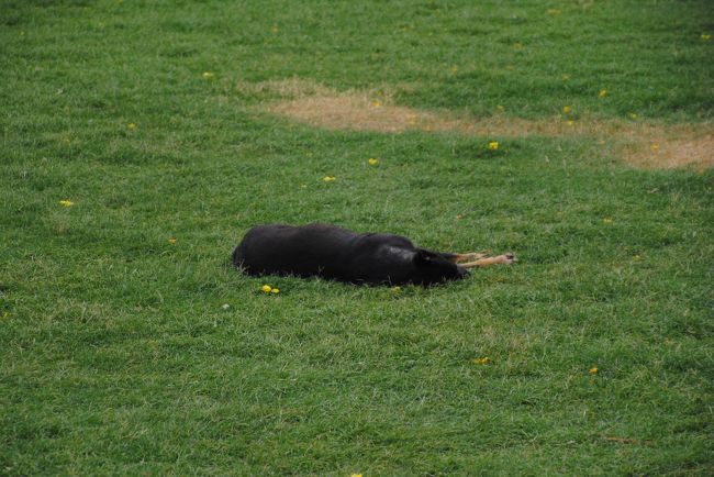 犬も暑さでバテテいます。