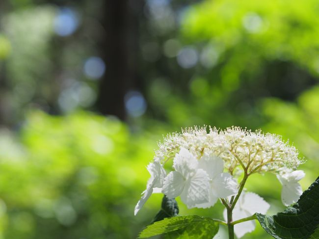 紫陽花めぐり 川村記念美術館の庭園 佐倉 四街道 千葉県 の旅行記