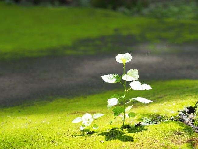 紫陽花めぐり 川村記念美術館の庭園 佐倉 四街道 千葉県 の旅行記