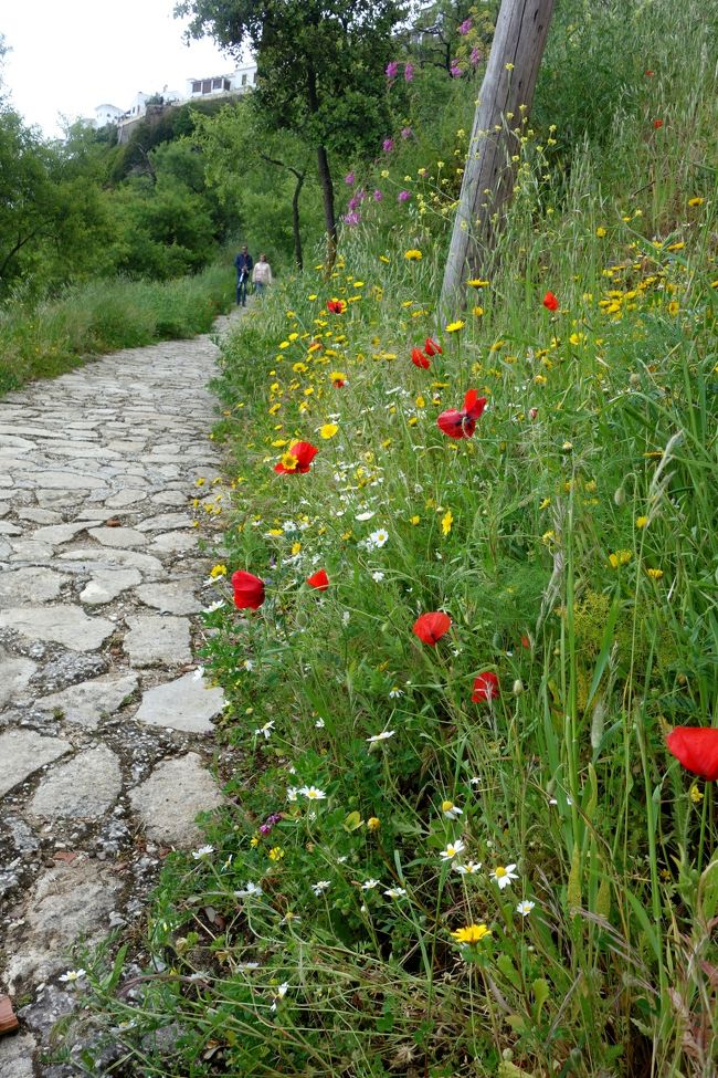 その後は来た道をひたすら上る。あ〜しんど。