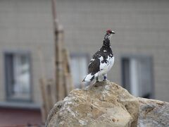 みくりが温泉に戻るときにも。

建物の近くまで来るんですね。