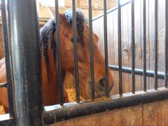 厩舎には本物の馬が飼育されています！！

この馬、とてもなつっこくて、鼻をなでなでしてあげました。