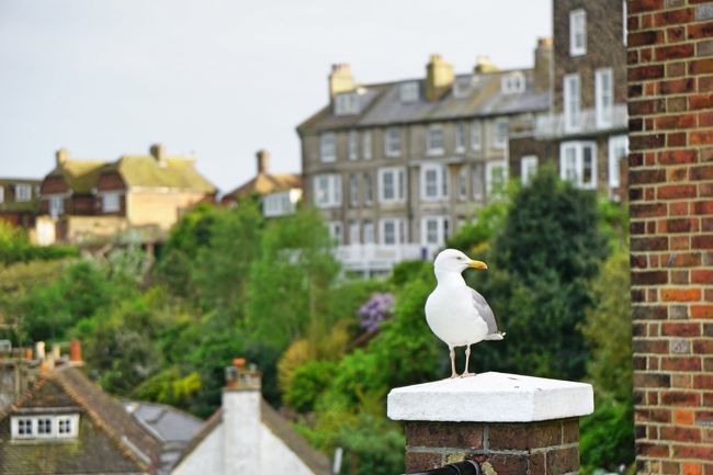 かもめですよね？　海が近いことがわかります。