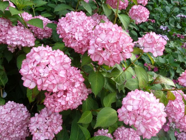 もうほぼ満開！ピンクはきれいだな。