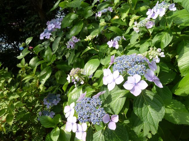 いろいろな種類のあじさいが生えています。
