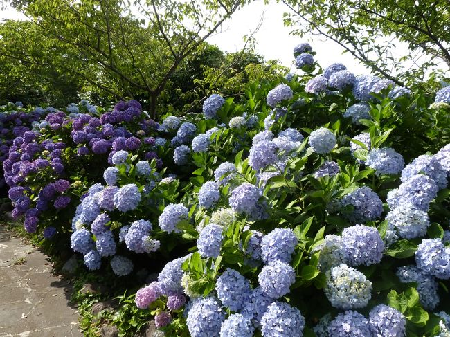 これもキレイなあじさいキレイVer2<br />