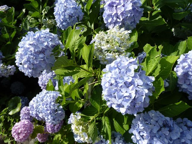 今日が満開かも。