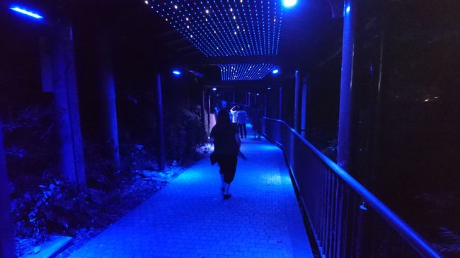 イルミネーションの道を通り抜けて。