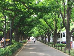 美しいいちょう並木。
紅葉の時期は見事な黄金色になって都内を代表する紅葉スポット。
