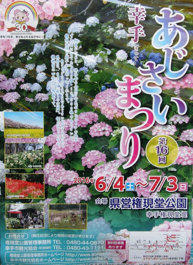 幸手市権現堂堤の あじさいまつり を混雑を避けて早朝ウォーキングの時間に楽しんできました 幸手 久喜 栗橋 埼玉県 の旅行記 ブログ By いっちゃんさん フォートラベル