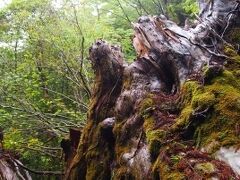 「翁杉」は縄文杉に次ぐ太い幹だったけど、2010年9月に倒木。