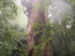 お昼休憩を終え少し歩いたところで、まさに突然！という感じで超巨大な屋久杉「大王杉」が現れた！
縄文杉が見つかるまで、最大の屋久杉と言われていた「大王杉」。
樹齢3000年くらいと言われているらしい。
どっしりと佇むその姿はすごい存在感。
霧がかかっていてそれがまたなんとも神秘的。