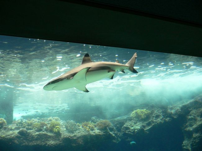 マンタよりジンベイザメに魅了されていた母<br />確かにずっと見ていても飽きません。