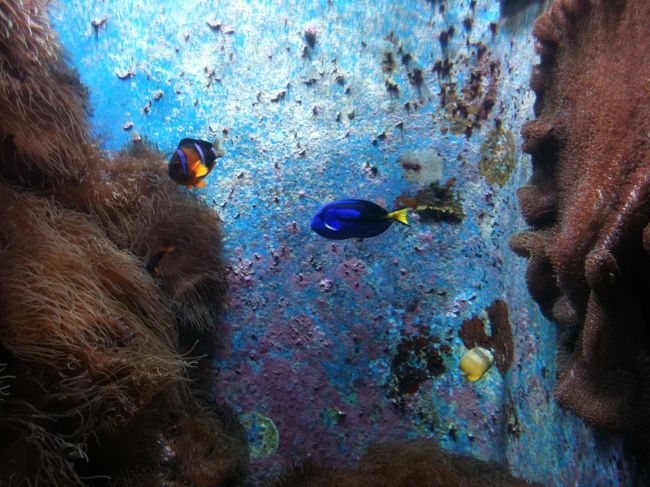 2日目は母希望の美ら海へ