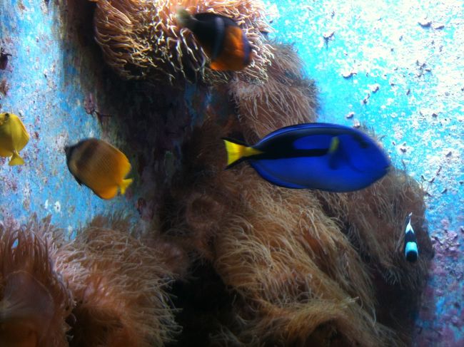 キレイなお魚がいっぱい<br />