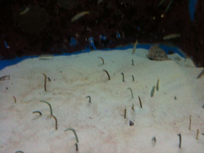 不思議な生き物