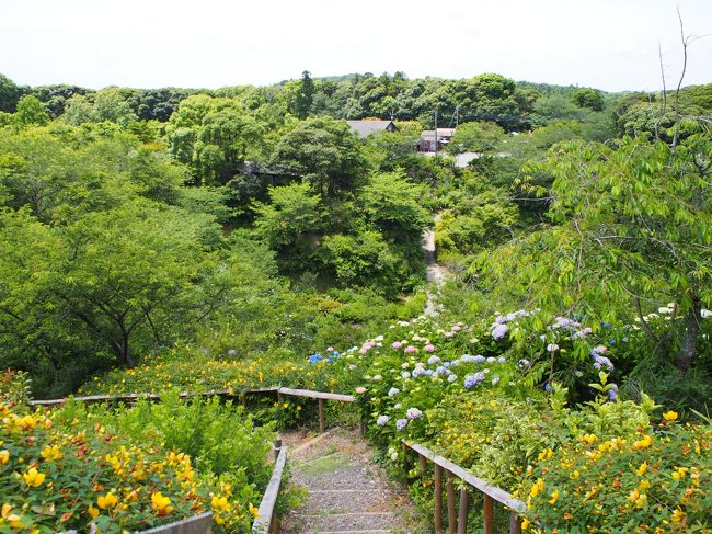 紫陽花めぐり 花野辺の里と八幡岬公園 勝浦 千葉県 の旅行記 ブログ By みささん フォートラベル