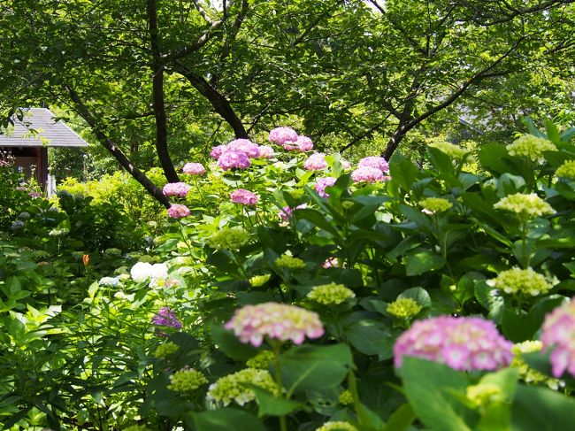 紫陽花めぐり 花野辺の里と八幡岬公園 勝浦 千葉県 の旅行記 ブログ By みささん フォートラベル