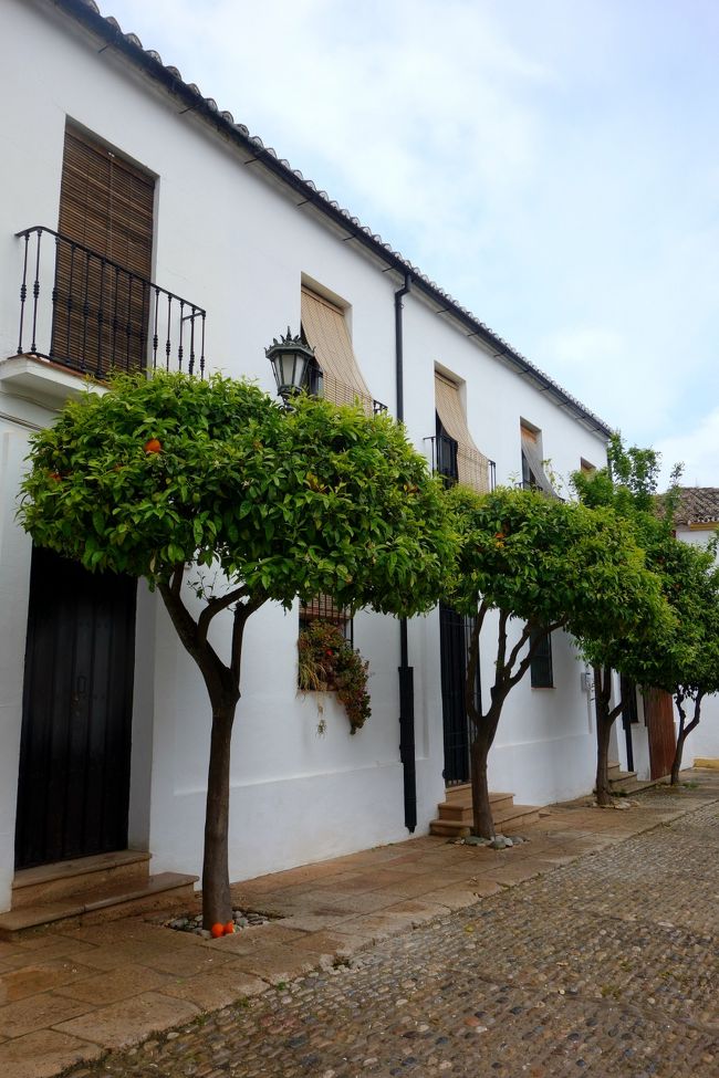 旅行6日目の夕方、プチハイキングを終え、カフェでまったりした後は<br />ロンダの旧市街を歩くことに。ここでも出会ったミカンの木。