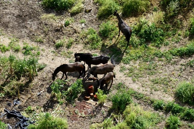 真下に目をやれば、馬がのんびり草を食べています。のどか〜。