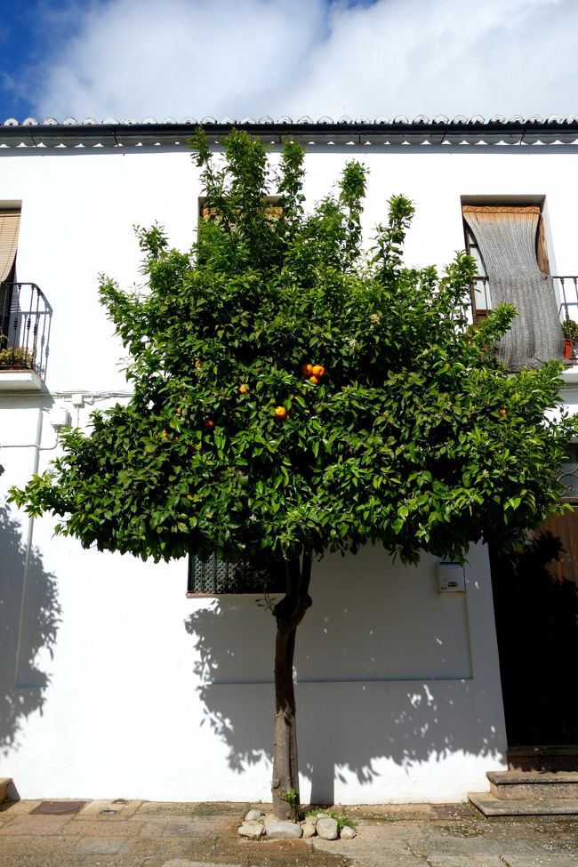 先ほどのミカンの木の所へ戻ってきました。さぁ、どっちへ行く？