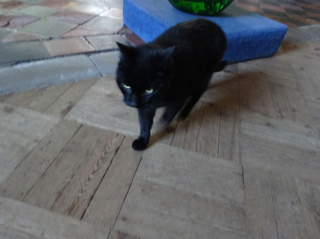 教会にお住まいのネコちゃん(*´∀｀)<br /><br />ネコ大好き！<br /><br />なんだけど、<br />なんだけどごめんね、私ネコアレルギーなんだよ。。