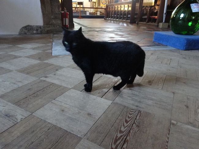 サッシのいいネコちゃんで。。