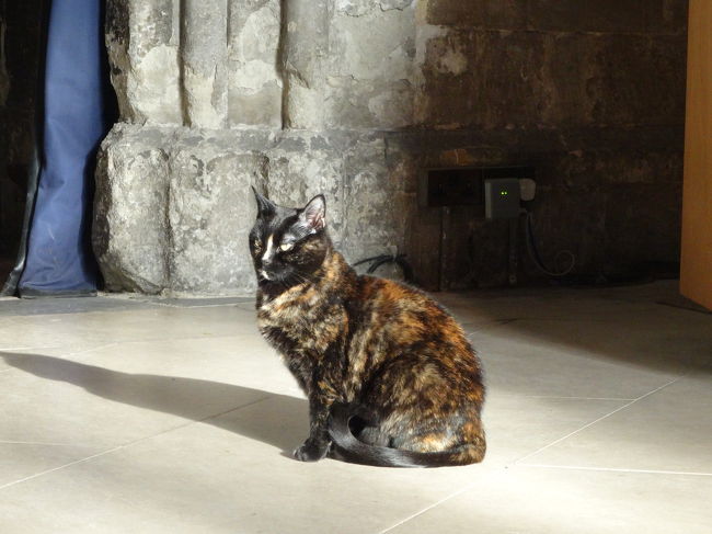 こちらのネコちゃんもよくわかってらっしゃる。