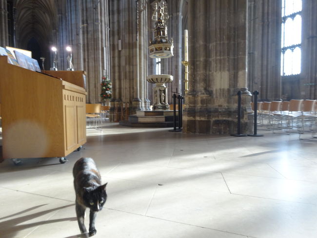 カンタベリー大聖堂にも、ここにお住まいのネコちゃんが(*´▽｀*)